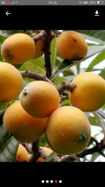 Bibit Plum Biwa Loquat