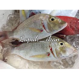 

Ikan Kakap Lencam Segar 1~Kilogram