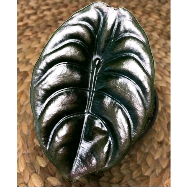 alocasia cuprea//bonggol cuprea murah / keladi cuprea hitam