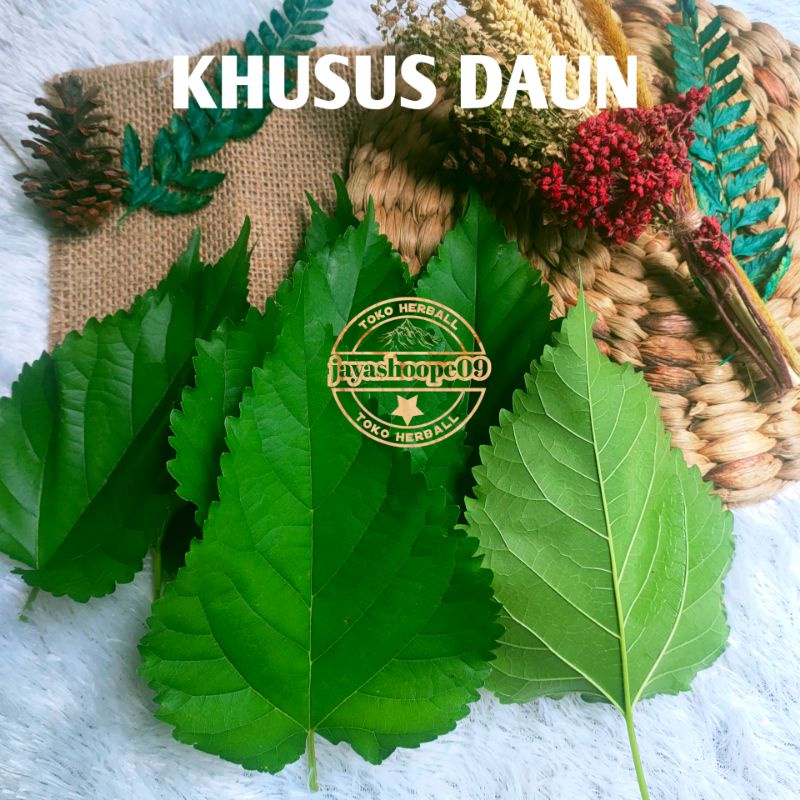 

Daun Murbei Segar 50-LEMBAR Daun Mulberry / Arbei / Mulberry / Mulberi / Murbey