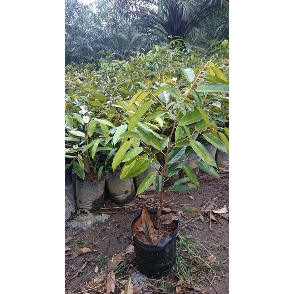Caps Bibit Tanaman Durian Orange / Lay