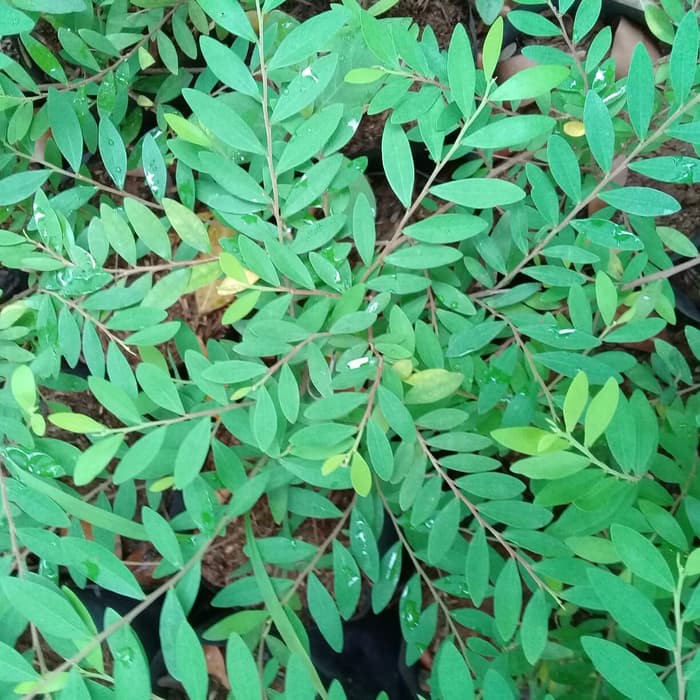 Tanaman hias cendrawasih tanaman hias hidup cendrawasih tanaman bahan bonsai cendrawasih tanaman hia