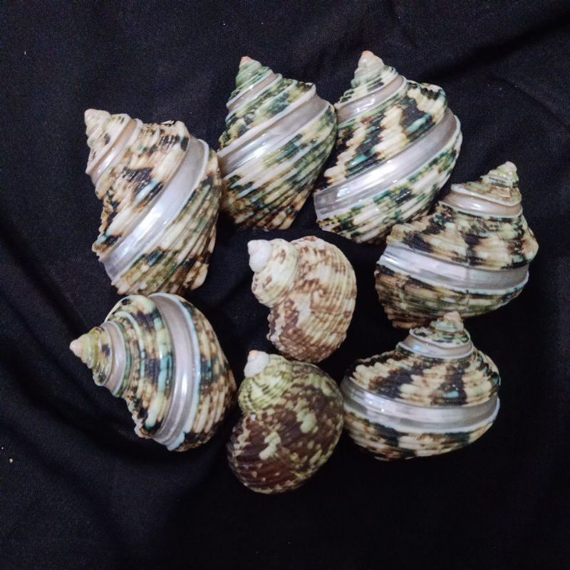 CANGKANG KERANG MATA LEMBU HIJAU