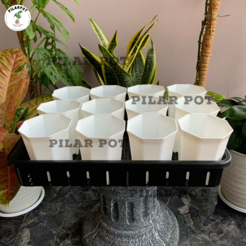 1 SET TRAY + 12 POT PAGODA 10 PUTIH TRAY NKT 50CM | TRAY SEMAI BIBIT