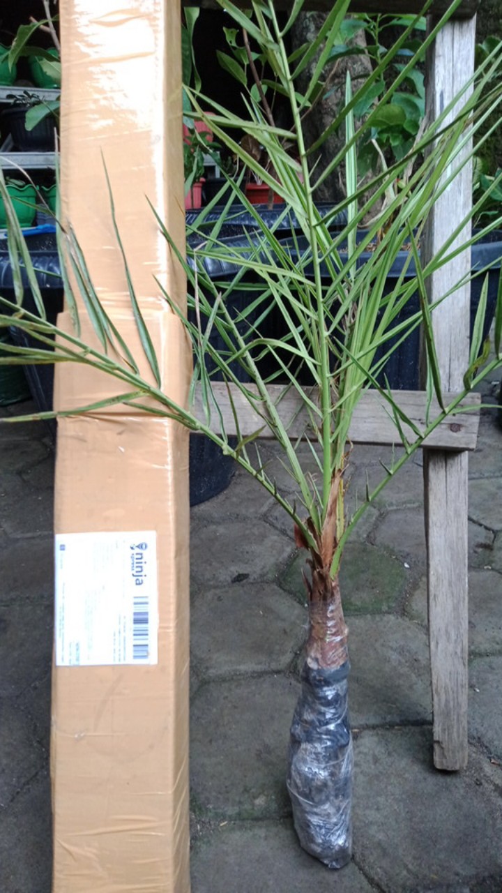 New Produck!! Pohon Kurma Azwa Jantan Dan Betina - Kl 1