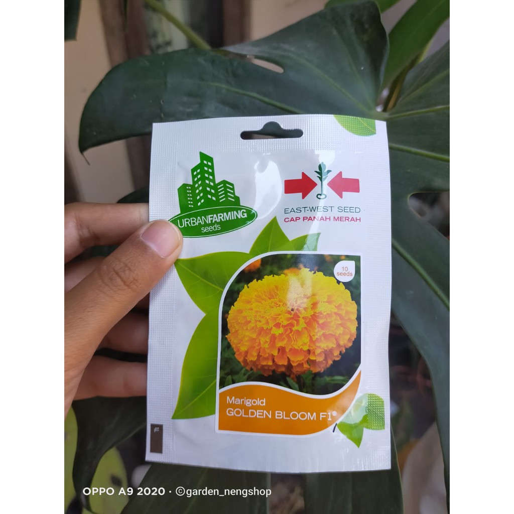 Benih Bunga MARIGOLD GOLDEN BLOOM10 Biji Panah Merah Bunga Gemitir Gumitir Kuning Tai Ayam Tai Kotok