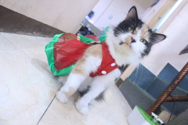 Dress tile untuk kucing dan anjing edisi natal 2019 / baju kucing murah size S-XL