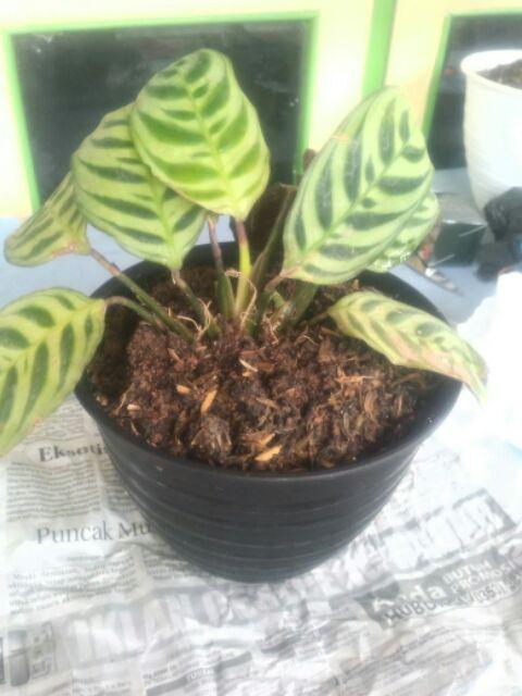 Tanaman Hias Calathea Sepat