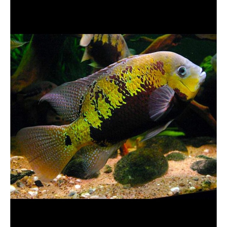 Cincelichthys Pearsei Pantano American Cichlid