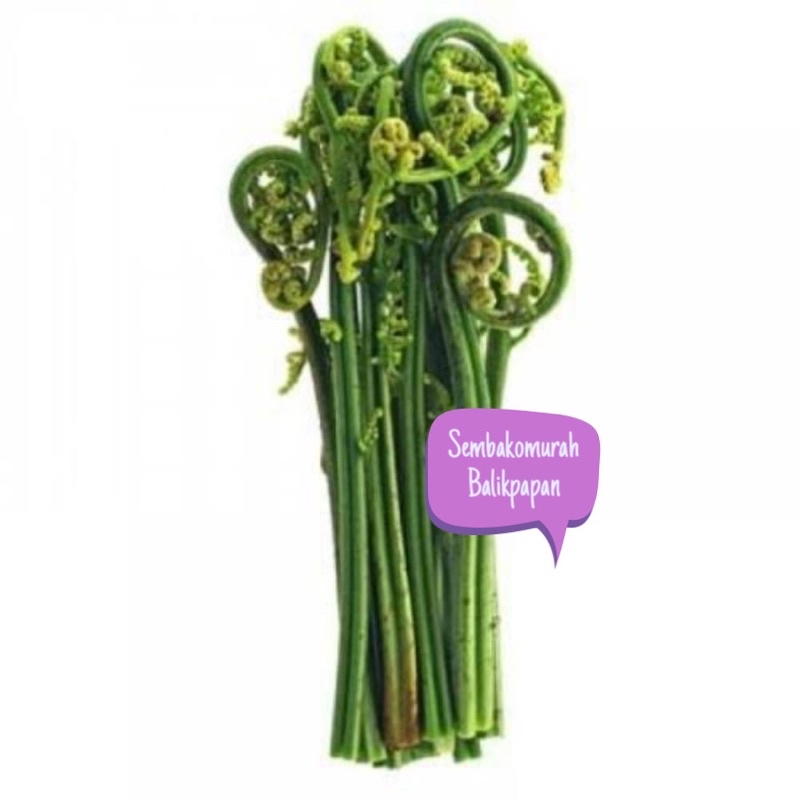 

sayur pakis segar
