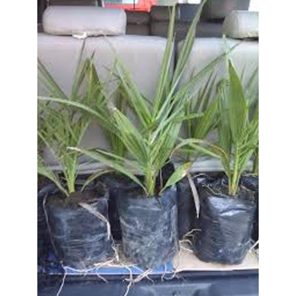 $_$ BIBIT BUAH KURMA @_@