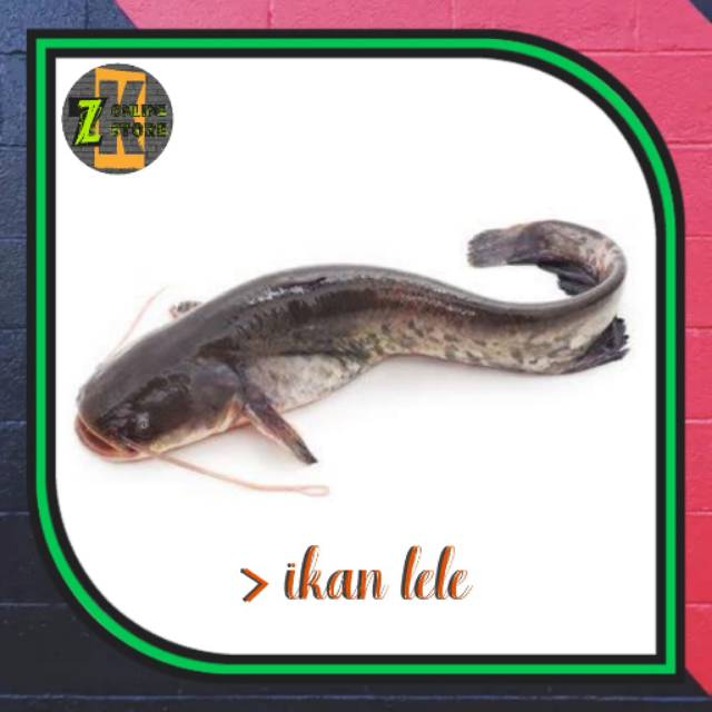 

Ikan Lele (±500gr)