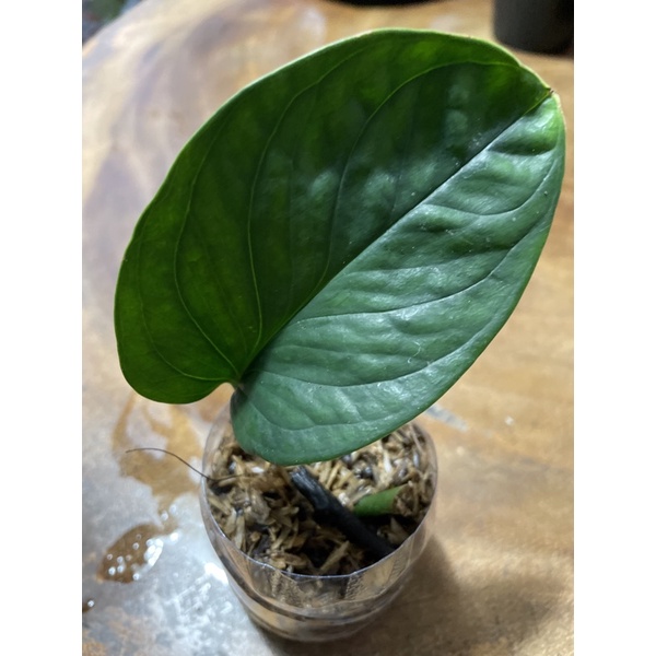 Monstera Pinatipartita