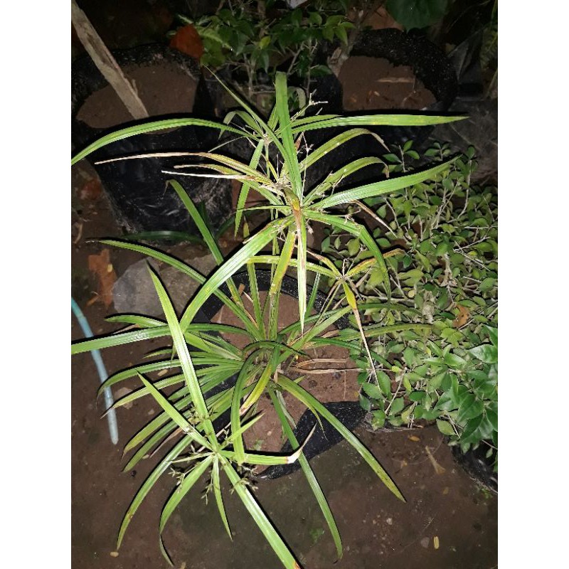 Jual Suket Teki Rumput Teki | Shopee Indonesia