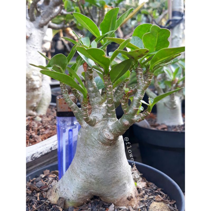 Adenium mkmk / adenium karakter