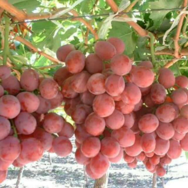 Bibit Tanaman Buah Anggur Merah Red Globe