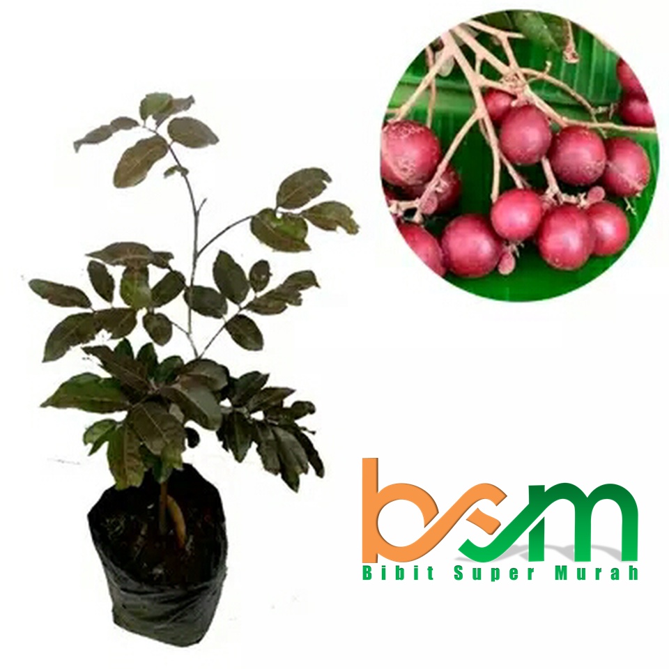 Bibit Kelengkeng Merah Berbunga