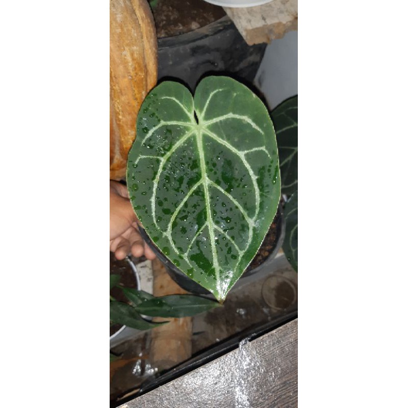Anthurium magnificum / kuping gajah magnificum
