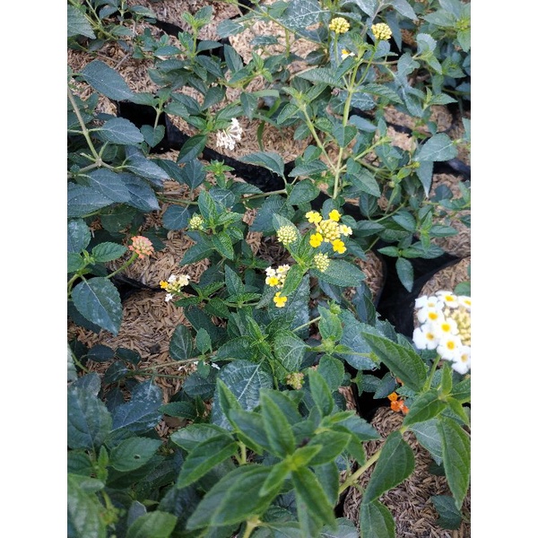 Bahan Bonsai Lantana Kuning