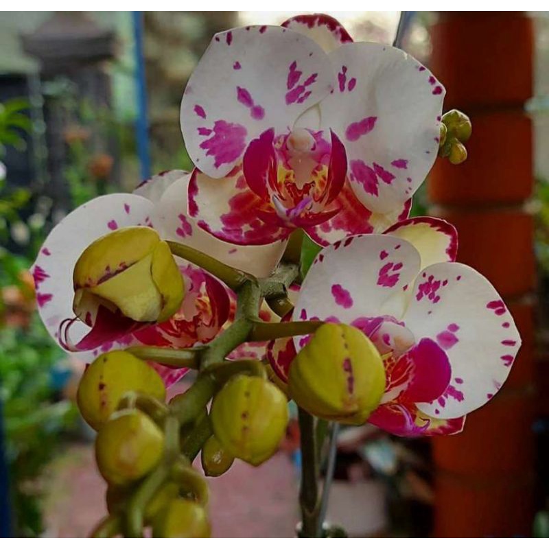 ANGGREK BULAN JUMBO PHOENIX PHX 263-Sudah Spike/Knop BUNGA MEKAR