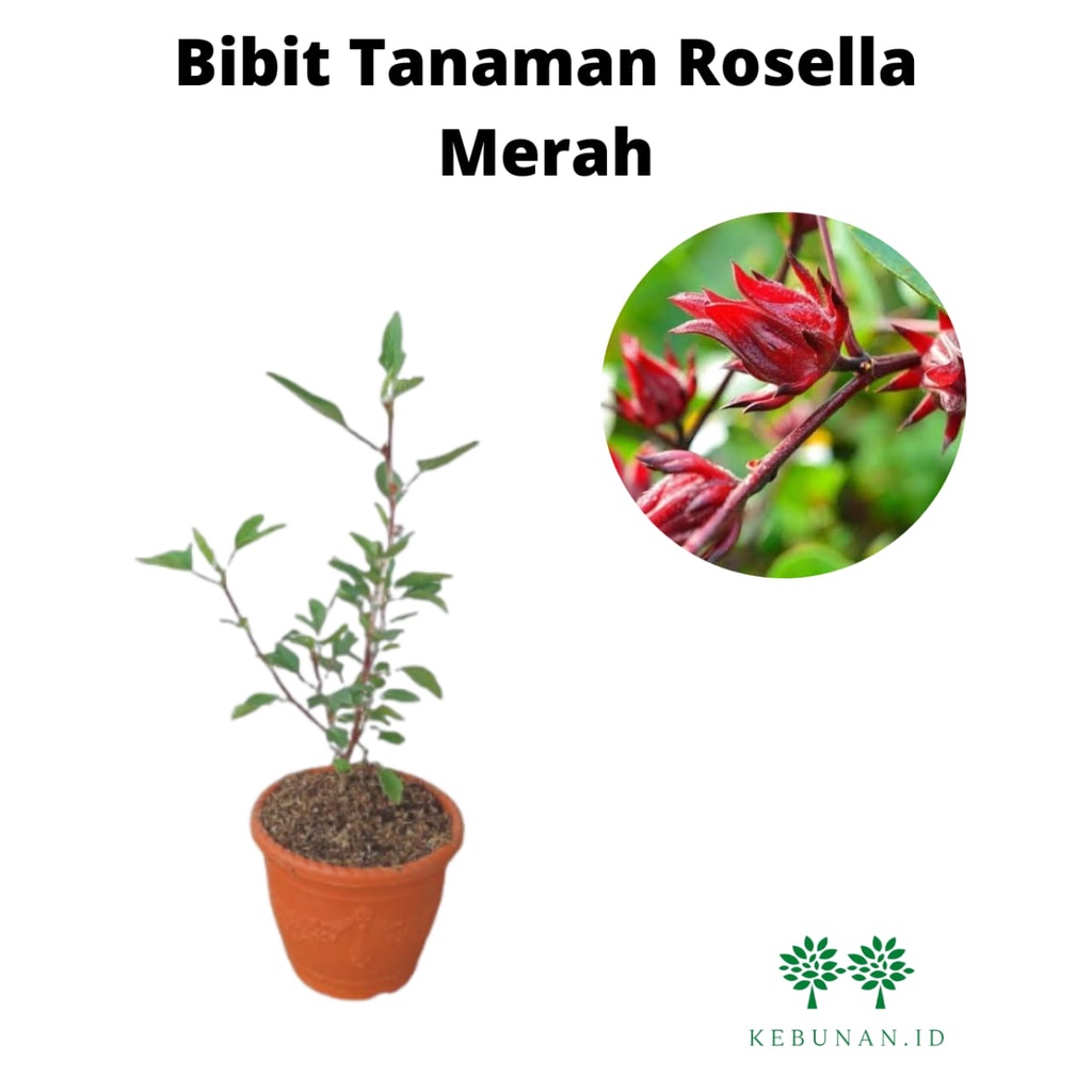Bibit Rosella Merah/ Tanaman Rosella Merah
