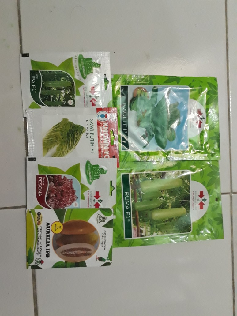 Benih Timun Suri, Berkulit Kuning