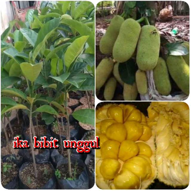 

Bibit buah cempedak super unggul
