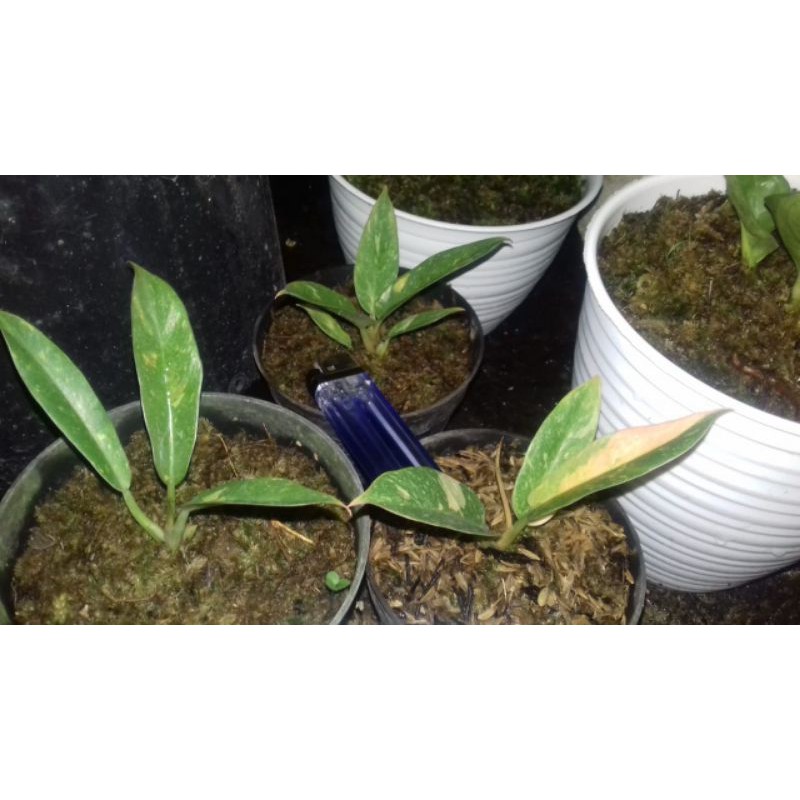 Philodendron ring of fire