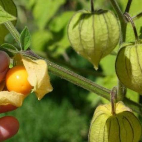 

PROMO CIPLUKAN/CECENDET/GOLDEN BERRY 250 GRAM ツ➤ (Murah Banget)