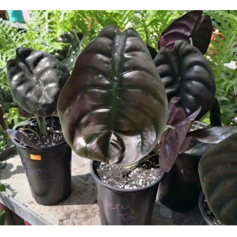 Bonggol keladi Tengkorak bangkok