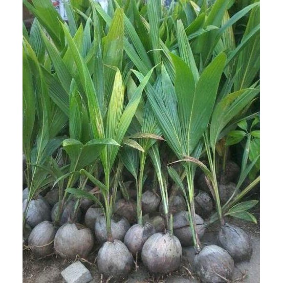 I2F Bibit Pohon Kelapa Kopyor