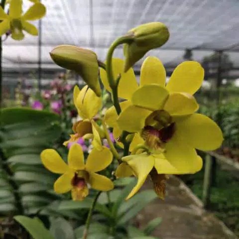 anggrek dendrobium dewasa bunga kuning new terlaris