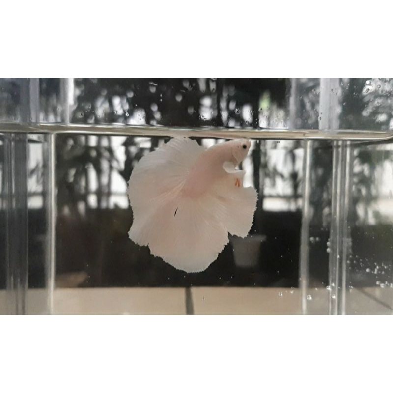 Cupang White Platinum, Halfmoon Double tail, Big Ear