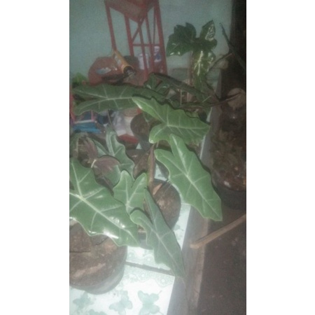 tanaman hias keladi tengkorak(alocasia Amazon)lokal PROMO