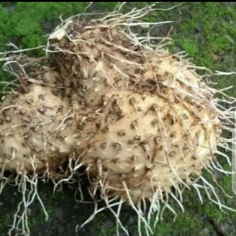 

umbi gadum 1kg