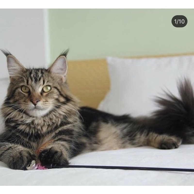 mainecoon ped Cfa