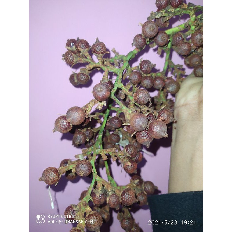 termurah buah jernang merah/jernang deragon