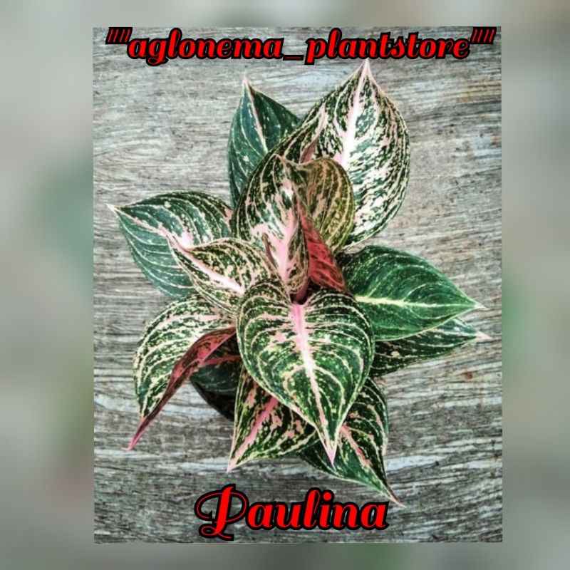 Bibit aglonema paulina tanaman hias/ bibit bonggol aglonema