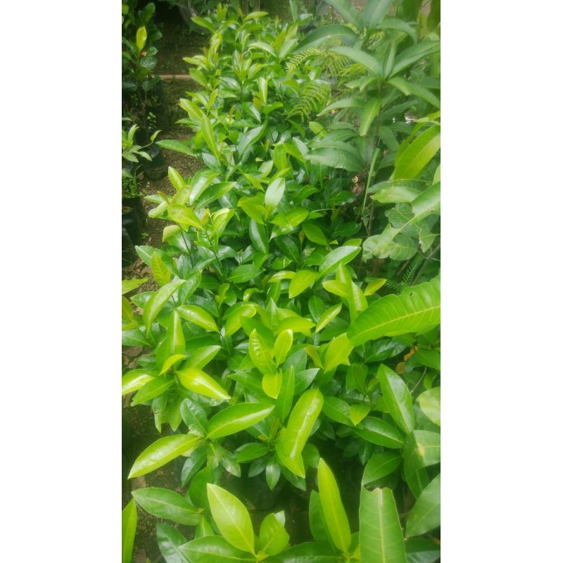 Bibit buah black sapote