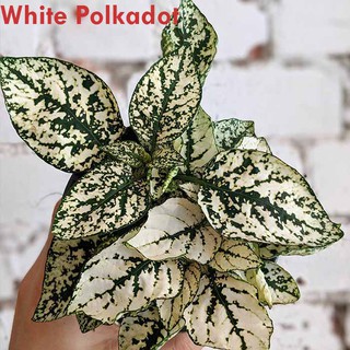 Tanaman Hias Hypoestes  Phyllostachya Shopee Indonesia Tanaman Hias Hypoestes  Phyllostachya Shopee Indonesia