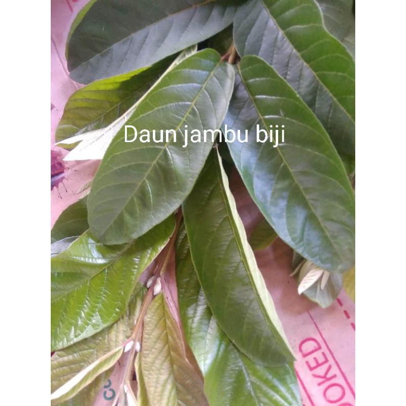 

Daun Jambu Biji 100 gram obat sakit herbal tradisional