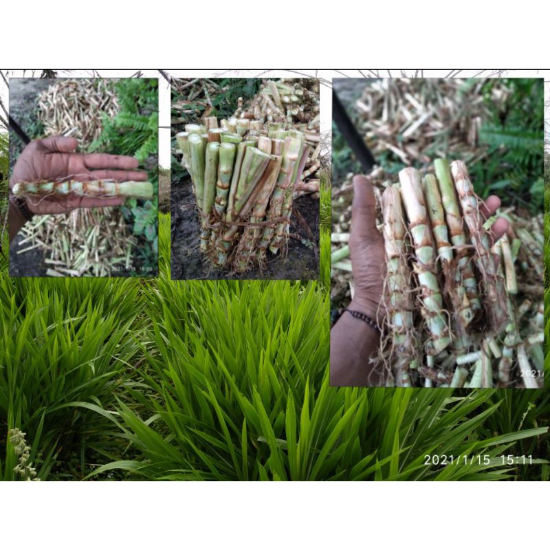 Bibit setek rumput odot