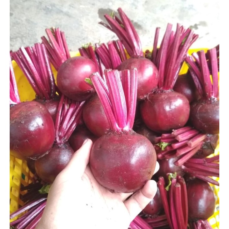 buah bit beetroot fresh 1 kg langsung dari kebun