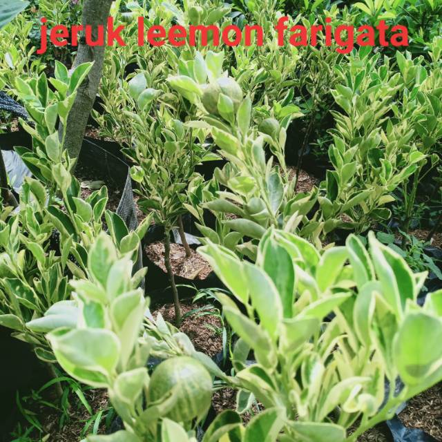 

Jeruk lemon farigata