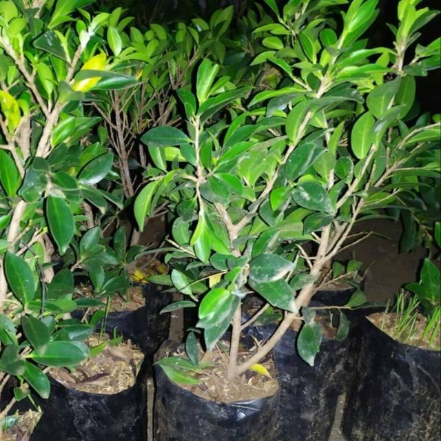 Bahan Bonsai Beringin Elegan