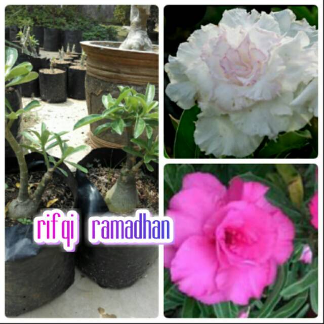 bibit bunga kamboja susun 1 btg 2 macam warna