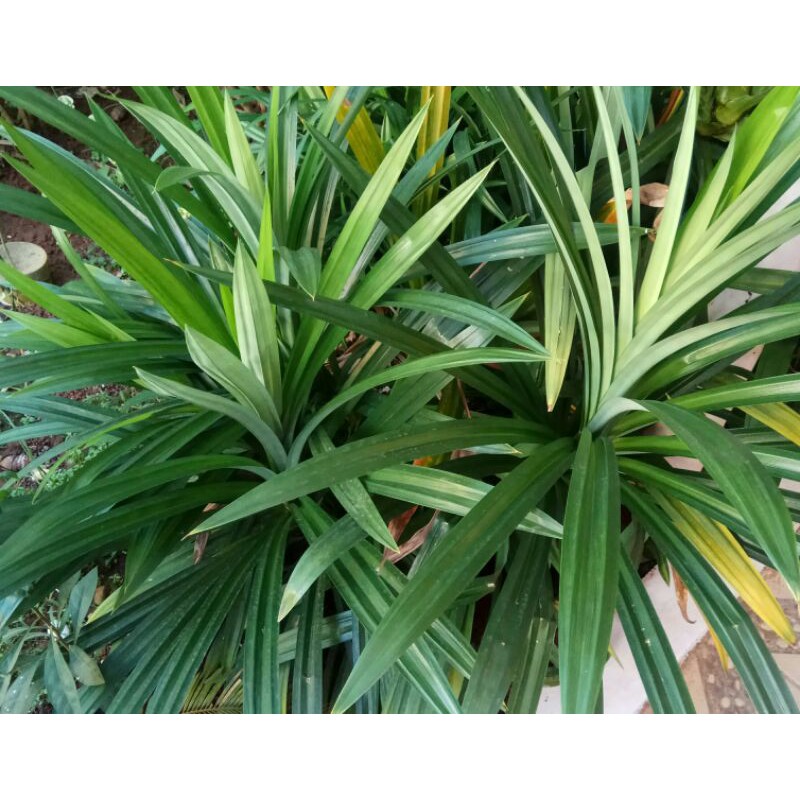 

Daun Pandan Wangi Segar Per 1 pcs