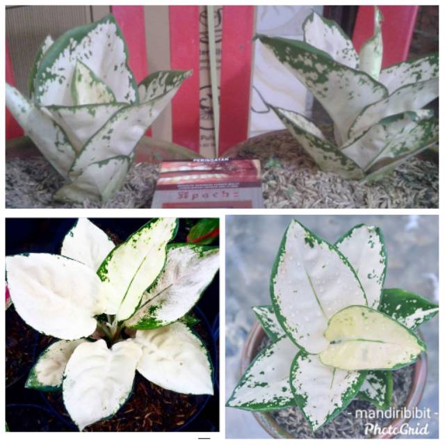 Aglonema White Suksom