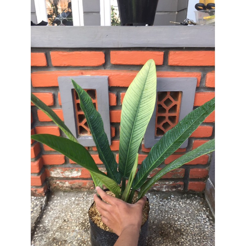 philodendron lynette