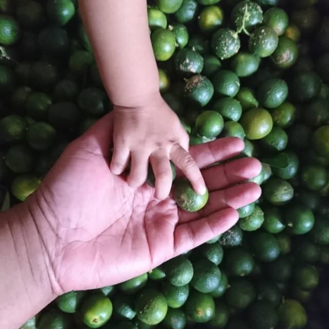 

4kg / SONKIT HIJAU BESAR/ Calamansi / Jeruk Kunci / Jeruk Kasturi / Lemon Cui / Kietna/ Calamondin